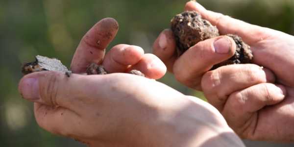 TRUFFLE HUNT & Food Tasting,visit of St.Pietro in Valle Abbey