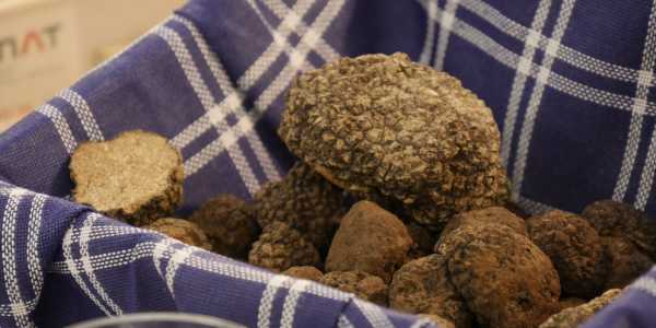 Truffles: black treasure in Umbria!